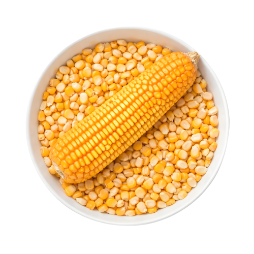 Maize